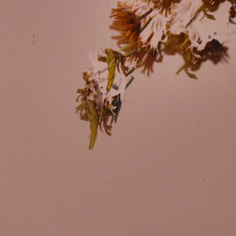 Close-up of dried flowers on a beige background