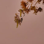 Close-up of dried flowers on a beige background