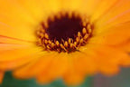 a close up of a yellow flower with a blurry background